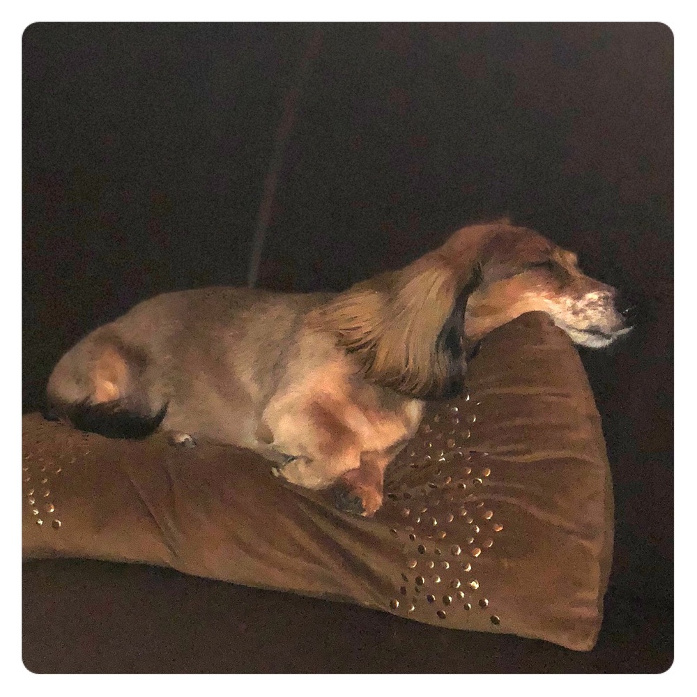 Meet your Posher, Mackenzie